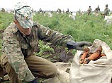 На сбор овощей отправлены также студенты военно-инженерного университета, которые вот уже вторую неделю выкапывают овощи из полей Кстовского района