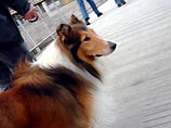 В Италии колли и сенбернары признаны опасными собаками
