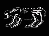Крупнейший в мире грызун весит около 700 кг, достигает в длину 2,5 метров (без учета хвоста). Его останки были найдены еще в 2000 году в одном из болот Венесуэлы, в 400 км к западу от столицы страны Каракаса
