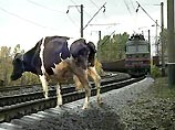 В Коми 10 коров попали под поезд и повредили локомотив В Коми 10 коров попали под поезд и повредили локомотив