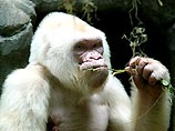 Это единственная известная ученым горилла на планете с белой шерстью