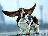 Мистер Джефрис - собака с самыми длинными ушами в мире