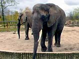 В московском зоопарке британские стоматологи удалили бивень африканской слонихе Флоре