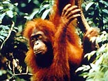 Орангутанги могут исчезнуть как вид через 10-20 лет