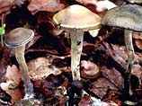 В таких грибах содержится псилоцибин. Поэтому такие грибы входят в список наркотических и психотропных средств, легальный оборот которых в соответствии с законодательством запрещен