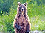 Медведи напали и убили в национальном парке Аляски известного защитника этих зверей и его подругу