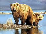 На Аляске медведи разорвали защитника животных и его подругу