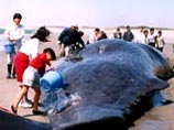 Ученые поняли, почему киты и дельфины выбрасываются на берег