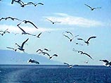 На Байкале могут погибнуть зимующие там водоплавающие птицы На Байкале могут погибнуть зимующие там водоплавающие птицы