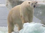 На острове Врангеля белый медведь напал на женщину. По словам специалистов, нападение белого медведя на человека - беспрецедентный случай за все время существования заповедника, созданного в 1976 году На острове Врангеля белый медведь напал на женщину. По словам специалистов, нападение белого медведя на человека - беспрецедентный случай за все время существования заповедника, созданного в 1976 году