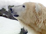 Жительница села Ушаковское-25 была растерзана зверем недалеко от своего дома. Спасти ее не удалось - когда работник заповедника отогнал зверя ракетницей, его жертва была уже мертва Жительница села Ушаковское-25 была растерзана зверем недалеко от своего дома. Спасти ее не удалось - когда работник заповедника отогнал зверя ракетницей, его жертва была уже мертва
