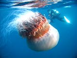 Японию атакуют 5-метровые медузы (ФОТО)