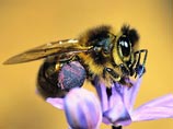 Пчелам поручили контролировать чистоту воздуха в аэропорту Нюрнберга
