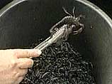Рак лечится ядом голубого скорпиона, утверждает кубинский биолог