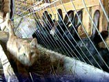 На фермах жестоко обращаются с животными: подсосные свиноматки находятся в общих станках, а кролики спариваются с крольчихами бессистемно и нерегулярно