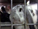ЮКОС привлекут за бессистемную случку кроликов ЮКОС привлекут за бессистемную случку кроликов