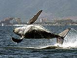 Эти киты привлекли внимание ученых еще в 70-х годах. Тогда японские рыбаки выловили 8 китов, несколько озадачивших ученых своими "нестандартными" пропорциями