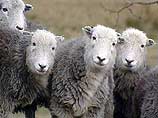 Австралийские "зеленые" накормили свининой 70 тысяч овец 