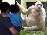 В Барселонском зоопарке в понедельник умерла уникальная горилла "Копито де Ньеве" - всеобщая любимица испанцев, передает Национальное радио Испании