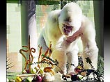 Умерла единственная на Земле горилла-альбинос Умерла единственная на Земле горилла-альбинос