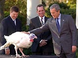 Буш помиловал 2 индеек в связи с приближающимся Днем благодарения