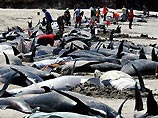 На берег Тасмании выбросились более 100 китов