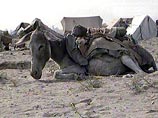 Войска Северо-Кавказского военного округа берут на службу дешевых ослов Войска Северо-Кавказского военного округа берут на службу дешевых ослов
