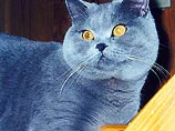 Кот из Снежинска признан лучшим котом на планете (ФОТО)