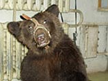 Медведя, задравшего накануне трех человек в театре Дурова, отправят в зоопарк