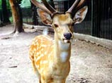 В красноярском зоопарке выстрелом в голову убита самка пятнистого оленя