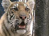 Тигр загрыз дрессировщицу в цирке Одессы