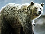 По Сочи в поисках еды разгуливает американский гризли По Сочи в поисках еды разгуливает американский гризли