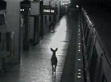В США на станцию метро пробрался олень. Американцы поняли, что Рождество близко