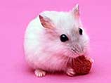 Ученые вывели породу мышей, не содержащих холестерина. Такие мыши станут отличной закуской для котов, которые заботятся о своем здоровье