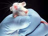 Мыши, о которых пишет в пятницу журнал Science, выглядят маленькими и очень болезненными. В их организмах совсем не вырабатывается холестерин из-за генетической мутации