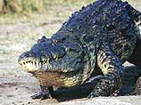 В Австралии огромный морской крокодил съел молодого человека и почти сутки продержал на дереве двух его товарищей