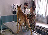Ветеринарные клиники России прекратили оперировать животных Ветеринарные клиники России прекратили оперировать животных