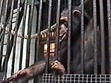 Калининградские обезьяны встретят Новый год у экрана телевизора