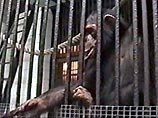 Калининградские обезьяны встретят Новый год у экрана телевизора Калининградские обезьяны встретят Новый год у экрана телевизора