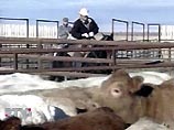 Главный ветеринарный врач США Рон Дэхавен сообщил, что корову, у которой нашли коровье бешенство, привезли, видимо, из Канады в августе 2001 года в числе 74 животных. Местонахождение остальных 73 коров из этой группы пока неизвестно