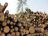 Ученые из Воронежа научились делать дерево прочнее камня Ученые из Воронежа научились делать дерево прочнее камня