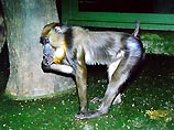 В новогодний ужин обезьян из Московского зоопарка побалуют ананасами и манго