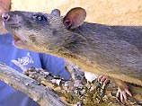 На территориях израильских военных нападают крысы размером с кошку