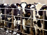 "Коровье бешенство", или губчатый энцефалит является чрезвычайно опасным заболеванием для крупного рогатого скота, которое приводит к разрушению мозга животных