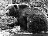 На Камчатке медведь задрал известного фотографа Виталия Николаенко