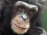 За прошедшие 7 лет в Уганде и Танзании шимпанзе похитили и съели восемь детей. Еще 8 малышей были изуродованы обезьянами: их находили с отгрызенными руками и ногами