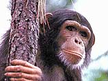 В Африке шимпанзе зверски убивают и едят человеческих детей