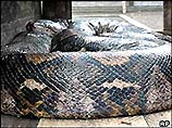 Самая длинная змея в мире "усохла"  до нормальных размеров (ФОТО)
