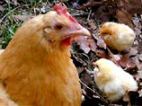 В Японии отмечена вспышка смертельно опасного "куриного гриппа"