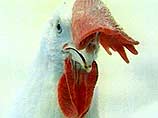 В Китае введен карантин на птицефермах в целях борьбы с "куриным гриппом"